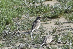 Crithagra atrogularis