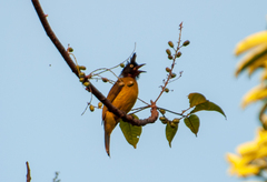 Rubigula flaviventris