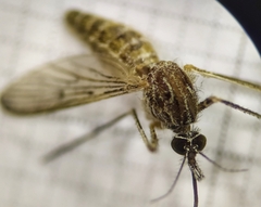 Culiseta longiareolata