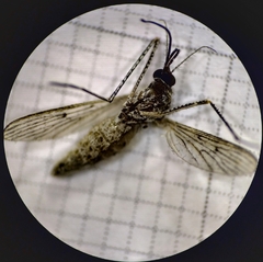 Culiseta longiareolata