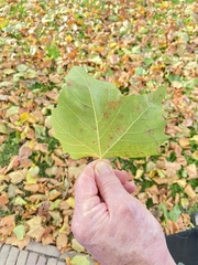 Platanus