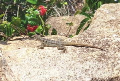 Oplurus quadrimaculatus