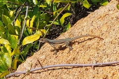Oplurus quadrimaculatus