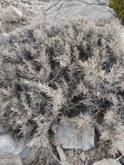 Astragalus fasciculifolius