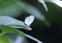 Neopithecops zalmora