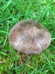 Entoloma porphyrophaeum