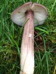 Entoloma porphyrophaeum