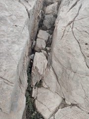 Campanula akhdarensis