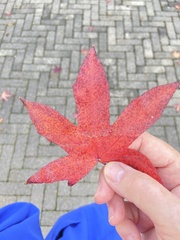 Liquidambar styraciflua