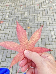 Liquidambar styraciflua