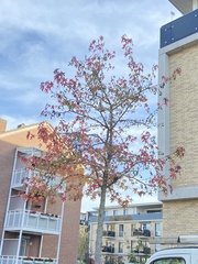 Liquidambar styraciflua