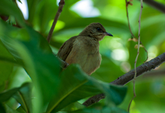 Pycnonotus conradi