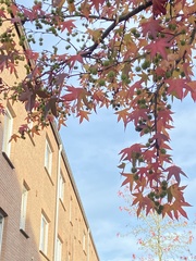 Liquidambar styraciflua