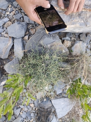Launaea spinosa