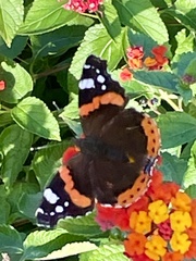Vanessa atalanta