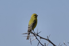 Crithagra flaviventris