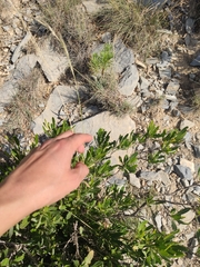 Achnatherum mandavillei