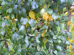 Monilinia fructigena