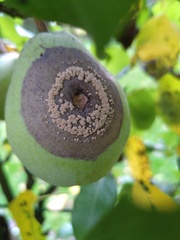 Monilinia fructigena