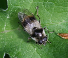 Cheilosia illustrata