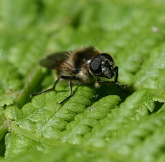 Cheilosia illustrata