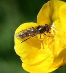 Platycheirus manicatus
