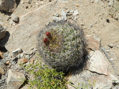 Eriosyce confinis