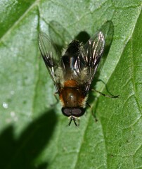 Leucozona lucorum