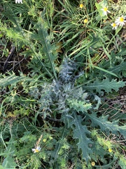 Cirsium vulgare