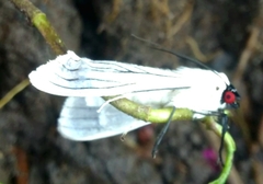 Polygrammodes quatrilis