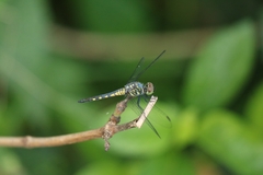 Brachydiplax sobrina