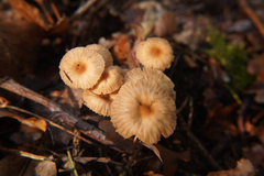 Marasmius torquescens