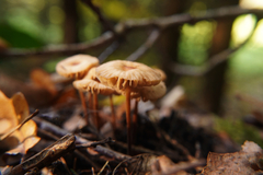 Marasmius torquescens