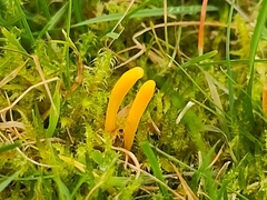Clavulinopsis helvola