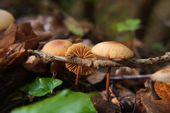 Marasmius torquescens