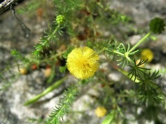 Acacia lycopodiifolia