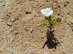 Nolana baccata