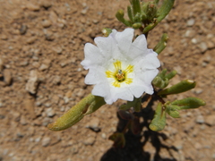 Nolana baccata