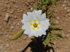 Nolana baccata