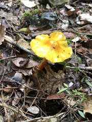 Hygrocybe acutoconica