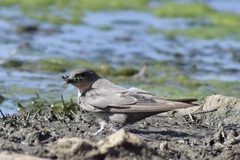 Ptyonoprogne fuligula