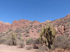 Trichocereus tacaquirensis