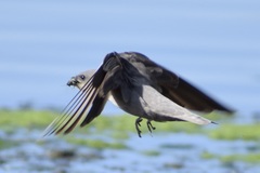 Ptyonoprogne fuligula