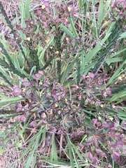 Euphorbia genistoides
