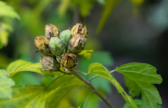Hibiscus syriacus