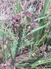 Euphorbia genistoides
