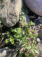 Veronica arvensis