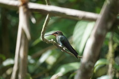 Heliodoxa leadbeateri