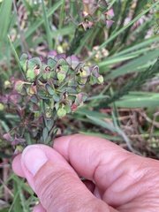 Euphorbia genistoides