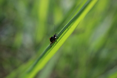 Trigonidium cicindeloides